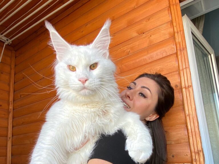 Largest-Cat-Breeds-In-The-World-1